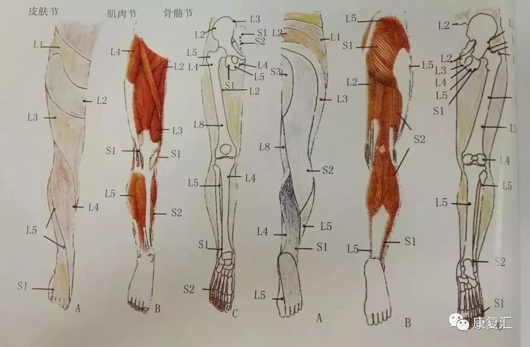 神经康复的治疗,神经松动术治疗什么
