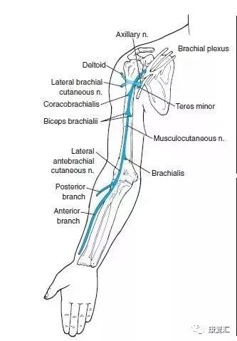 神经康复的治疗,神经松动术治疗什么