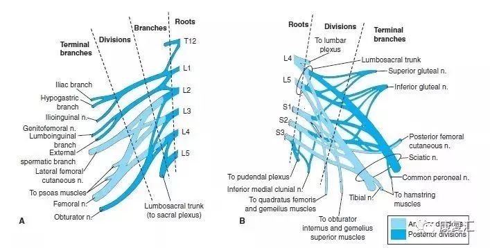 神经康复的治疗,神经松动术治疗什么