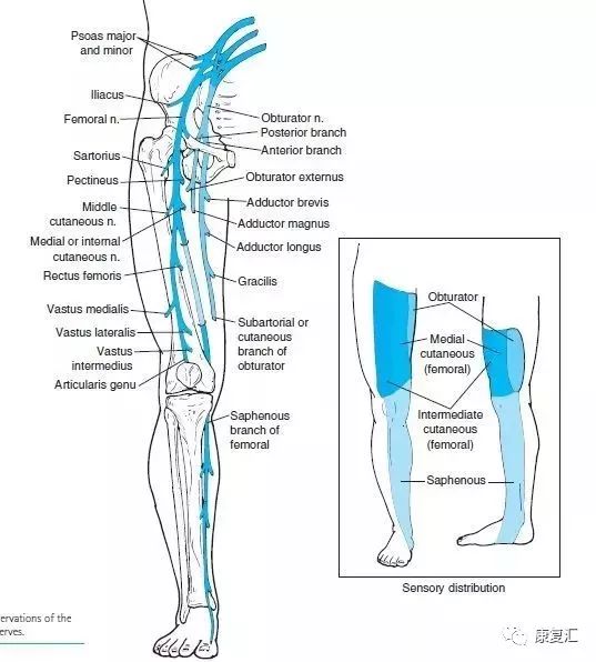 神经康复的治疗,神经松动术治疗什么