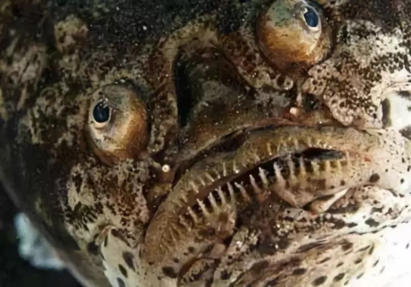 你们两个不要打架,高情商回复你别到处放电