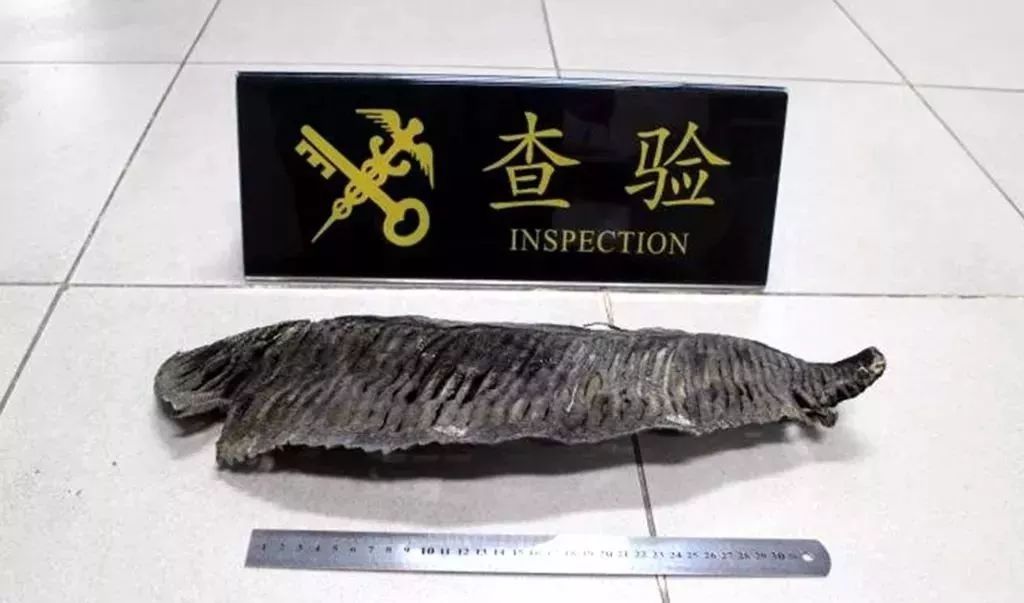 去港澳过关可以带食品吗,去东莞需要带哪些必备品