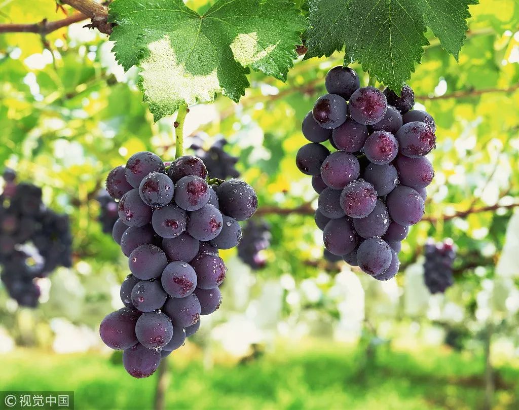 涔虫埧琚垏闄ょ殑妗堜緥,鍒囬櫎涔虫埧妗堜緥