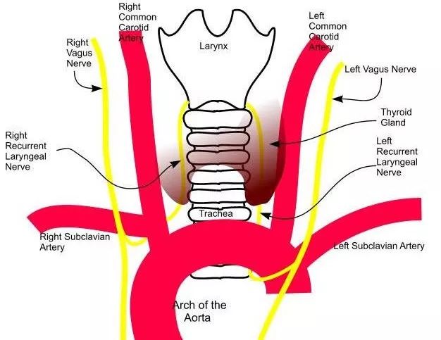 胸痛有时还会伴有响声,胸痛并伴有咽喉有异物感