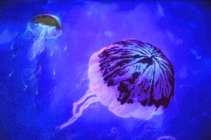 去看美人鱼咯，168元抢极地海洋世界一大一小超值套餐！