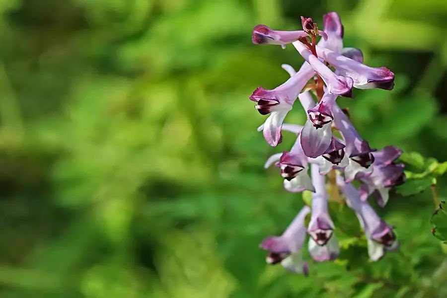 龙猫30年视频,龙猫三十年后是什么样子