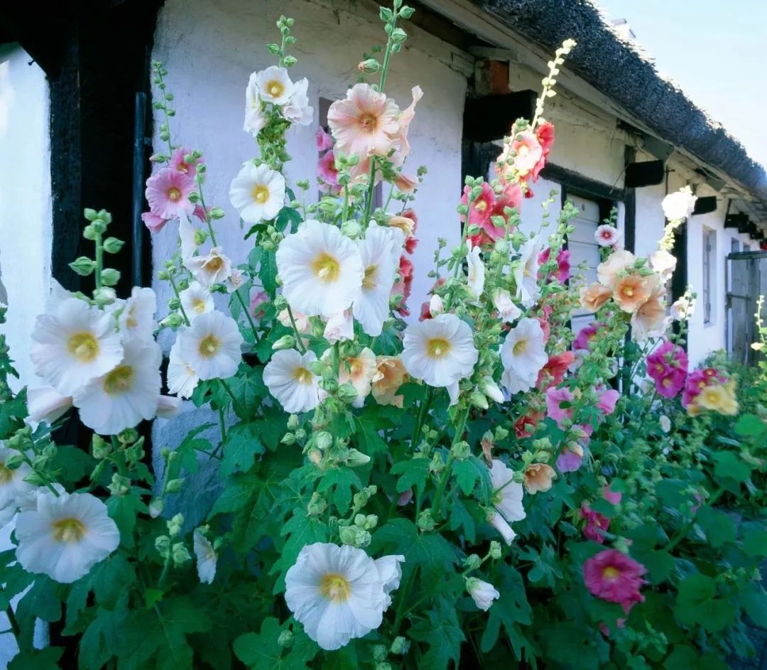 龙猫30年视频,龙猫三十年后是什么样子