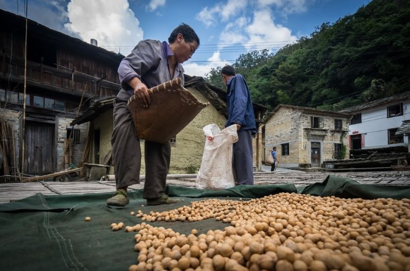 多种口味的山核桃,正宗天然山核桃