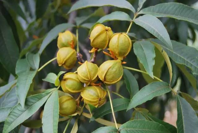 多种口味的山核桃,正宗天然山核桃