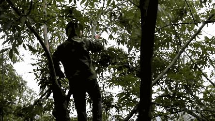 多种口味的山核桃,正宗天然山核桃