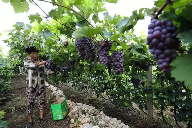 葡萄园用的机器,葡萄园用的设备和工具