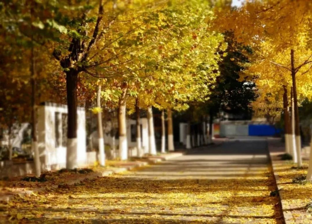 八一精神、品质文化、科技高中！独家揭秘：北京市八一学校如何一张蓝图绘到底｜首都教育40年校园行2·探校