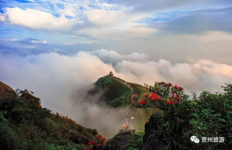 温泉森林氧吧,温泉鸟巢