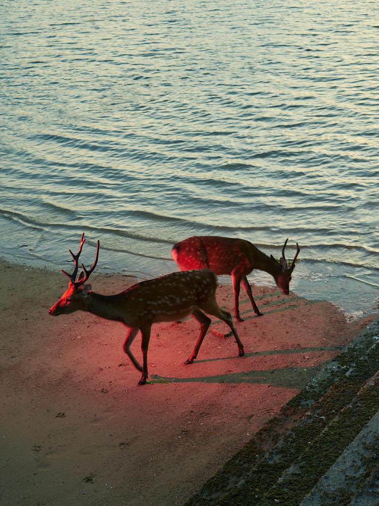 vans侵权,vans侵权鞋