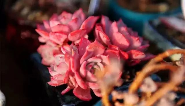 多肉怎么长大得快点,多肉怎么长成一大朵