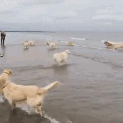 高温天气怎么让狗狗避暑,高温天气如何给狗狗降温