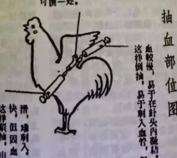 打鸡血的鸡血什么意思,打鸡血的来历简介