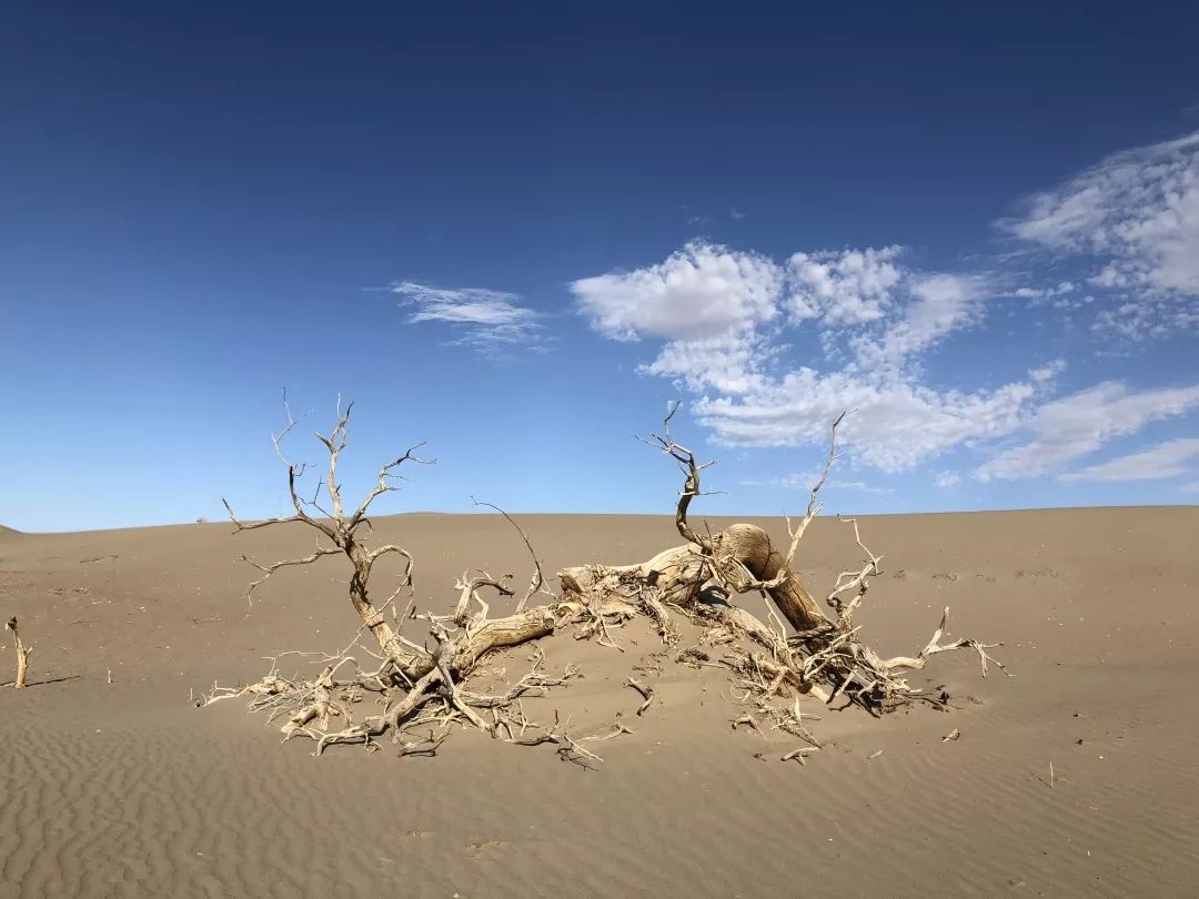 圣诞节出没的绿毛怪,圣诞节绿毛怪格林奇真人版