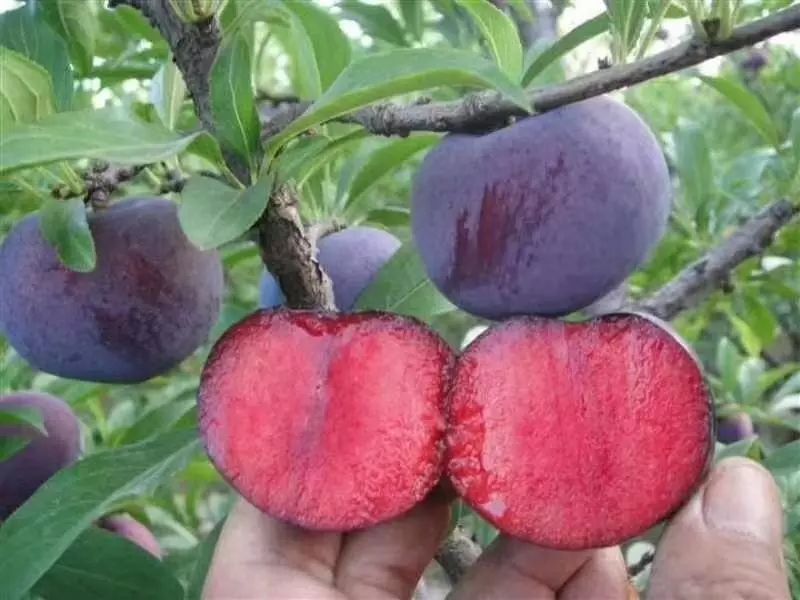 2020网红水果有哪些,盘点2018十大网红水果