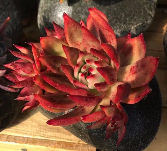 多肉怎么长大得快点,多肉怎么长成一大朵