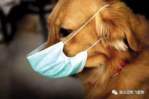 狗狗为什么喜欢吃骨头有什么影响,狗狗为什么很喜欢吃辣椒