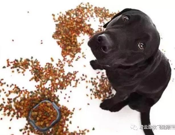 狗狗为什么喜欢吃骨头有什么影响,狗狗为什么很喜欢吃辣椒