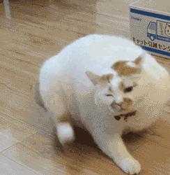 猫癣传染了给人该怎么办,人被传染上猫癣能用皮特芬吗