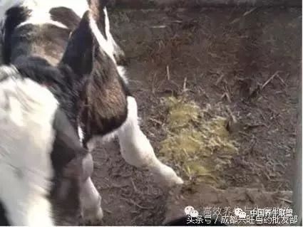 牛犊拉稀怎么防治,春季牛犊腹泻关注什么