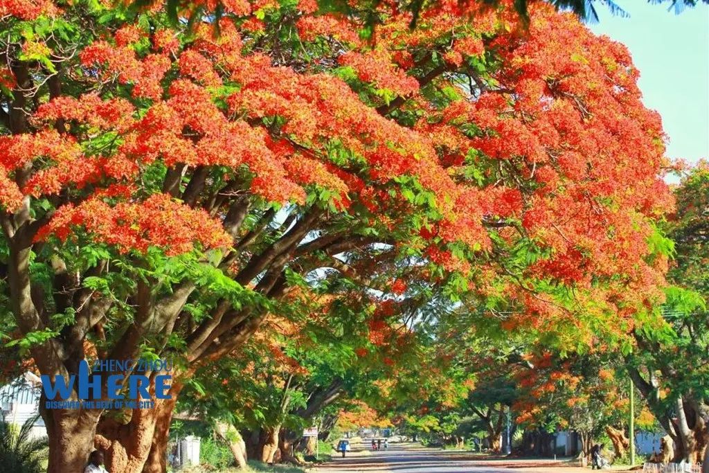 双语郑州80后女记者的非洲视界StoryofZhengzhou’sFemaleCorrespondent