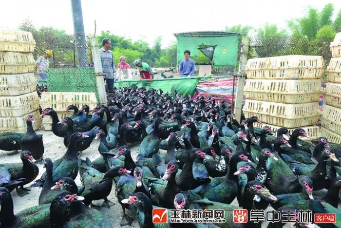 玉州：争先进位一路高歌