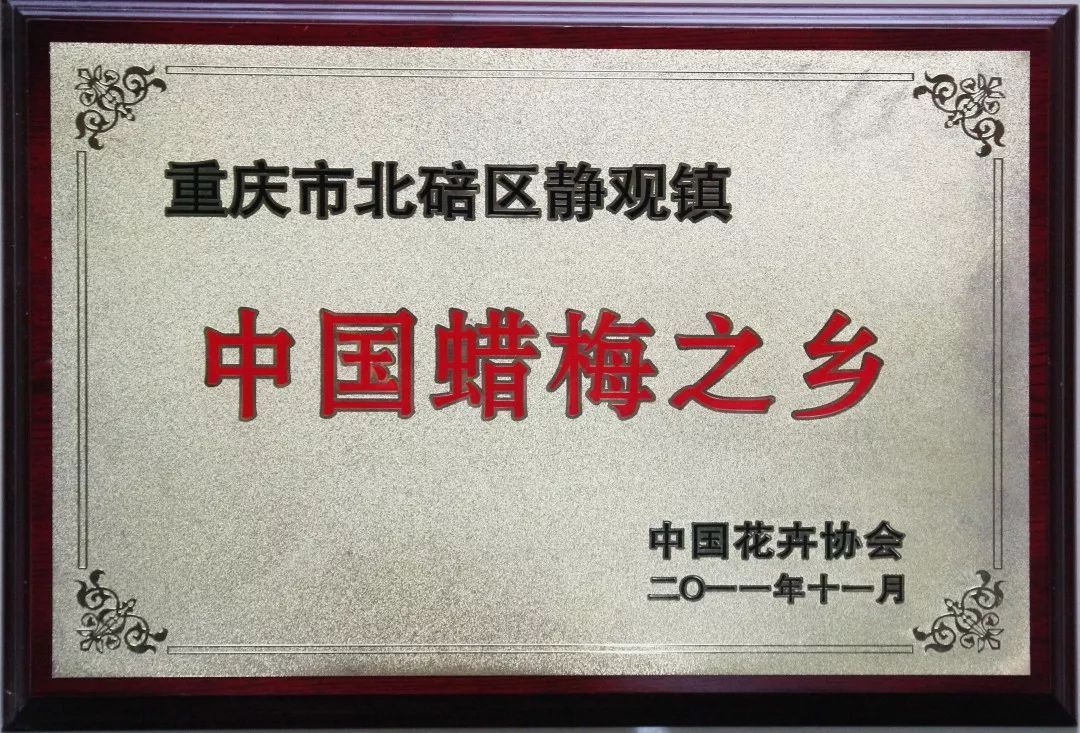 北碚静观蜡梅艺术节,北碚蜡梅节