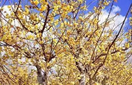 北碚静观蜡梅艺术节,北碚蜡梅节