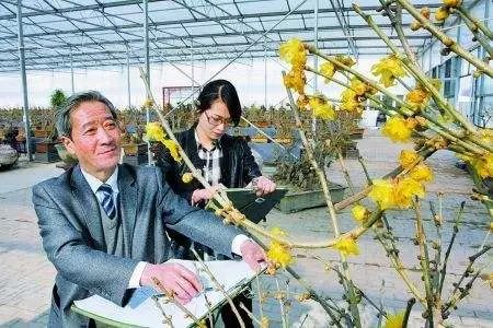 北碚静观蜡梅艺术节,北碚蜡梅节