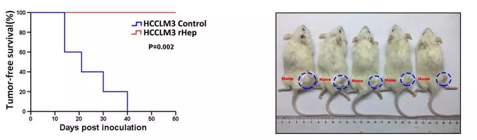 逆转癌细胞，被中国科学家实现了！东方肝胆外科医院团队成功将肝癌细胞重编程，癌细胞回归正常细胞丨科学大发现