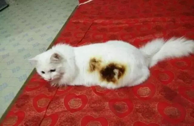 广东下雪之旅,广东下雪是什么体验