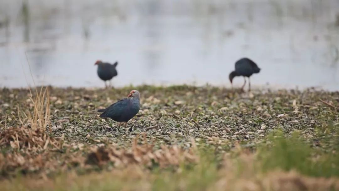 大理改革开放,激荡四十年感悟人生