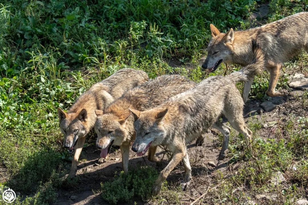 走完全国，这10个动物园我最推荐