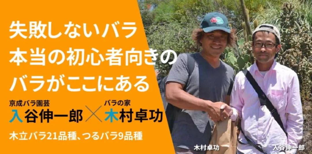 日本大师金奖盆栽,日本月季盆景大师