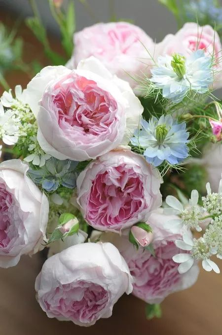 日本大师金奖盆栽,日本月季盆景大师