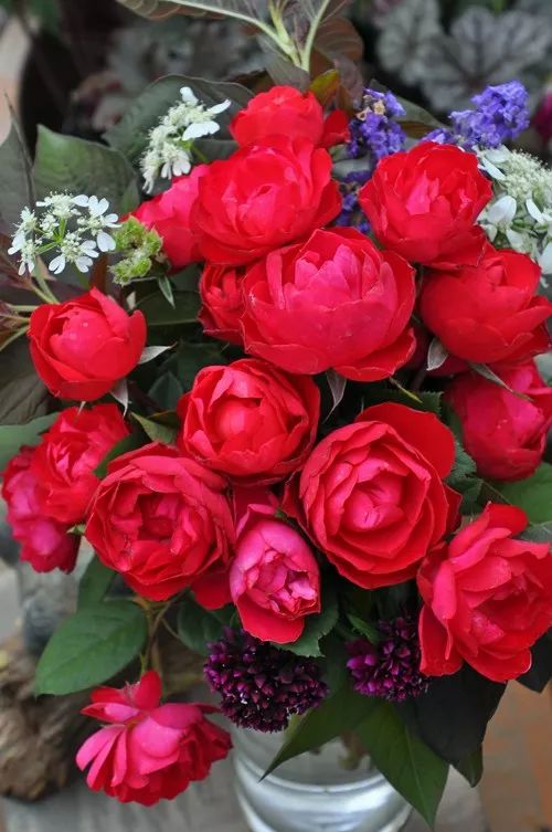 日本大师金奖盆栽,日本月季盆景大师