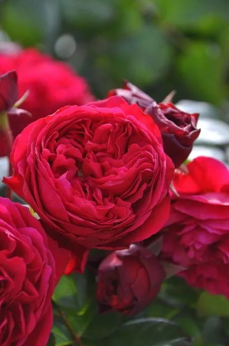 日本大师金奖盆栽,日本月季盆景大师