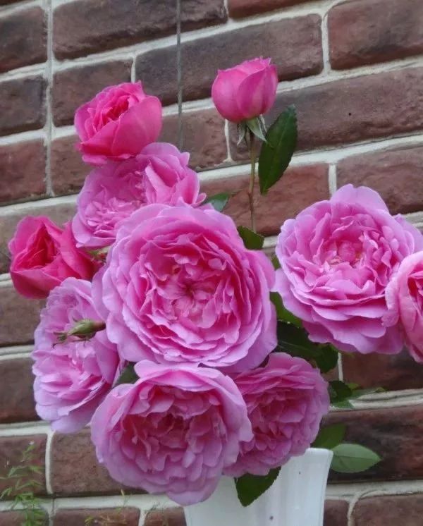 日本大师金奖盆栽,日本月季盆景大师