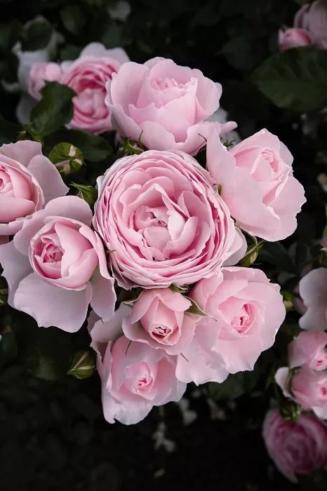 日本大师金奖盆栽,日本月季盆景大师