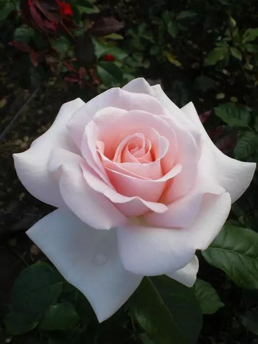 日本大师金奖盆栽,日本月季盆景大师