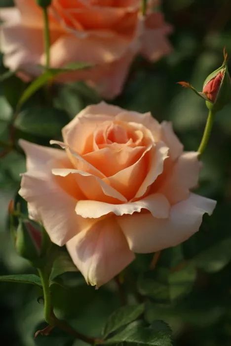 日本大师金奖盆栽,日本月季盆景大师