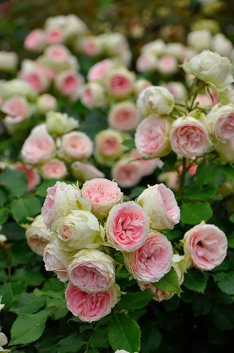 日本大师金奖盆栽,日本月季盆景大师