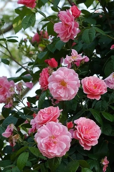 日本大师金奖盆栽,日本月季盆景大师