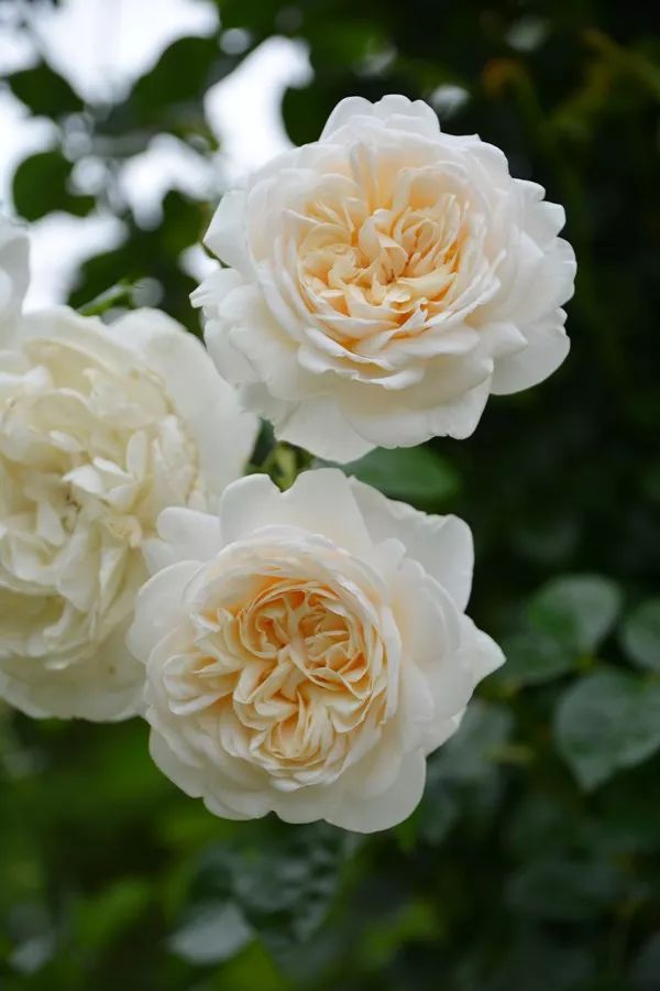 日本大师金奖盆栽,日本月季盆景大师