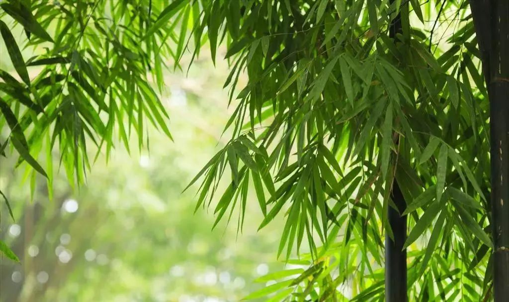 每日廉政心语张军,李卫国廉政心语