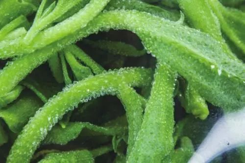 什么草最好养又有收益,什么草种生命力强适合在老家种